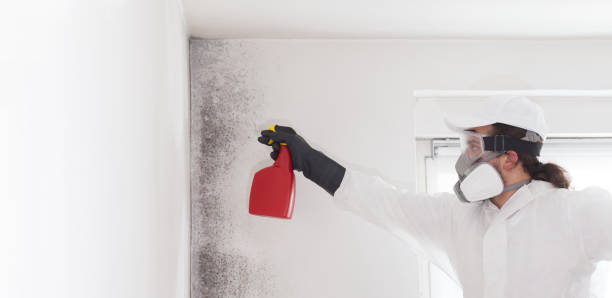 Best Crawl Space Mold Remediation in Newburyport, MA