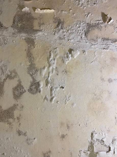 Reliable Newburyport, MA Mold Remediation Solutions