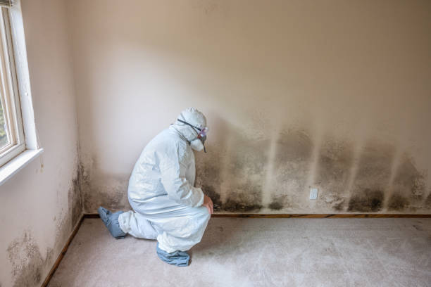 Best Basement Mold Remediation in Newburyport, MA