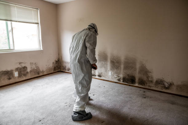 Best Localized Mold Remediation (e.g., coastal areas, humid climates) in Newburyport, MA