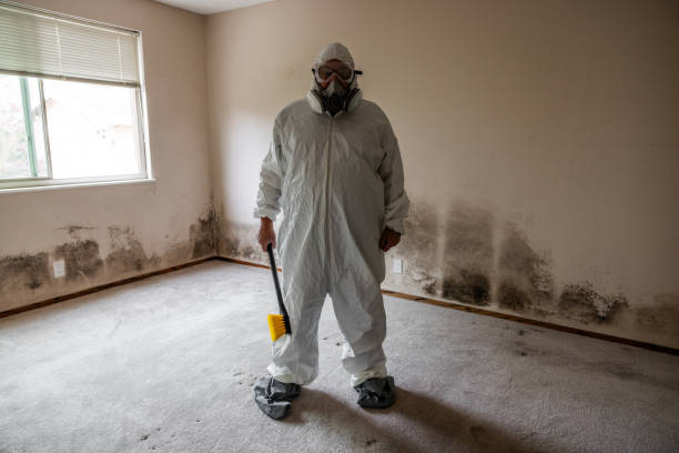 Best Commercial Mold Remediation in Newburyport, MA