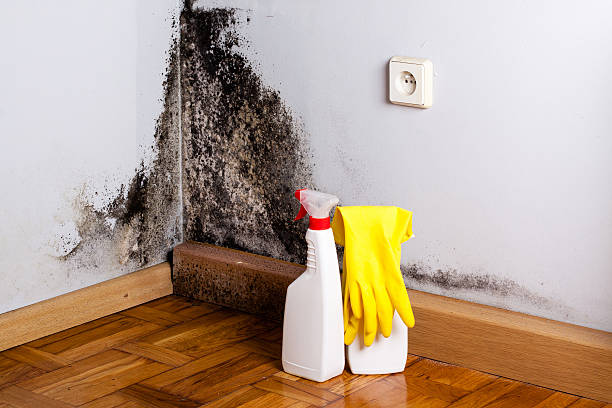 Best Emergency Mold Remediation in Newburyport, MA